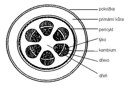 Anatomická schéma zadného koreňa miechy