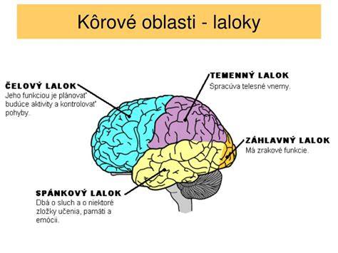 laloky mozgovej kôry a funkcie