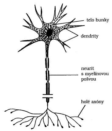 Neurón s myelínovou pošvou