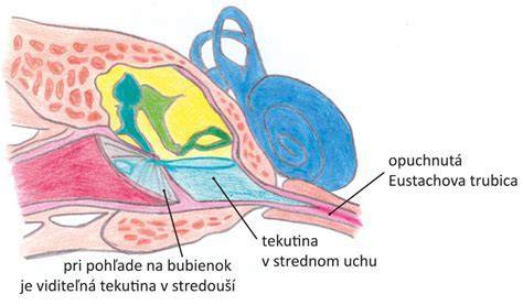 Schéma vestibulárneho systému a cievneho zásobenia