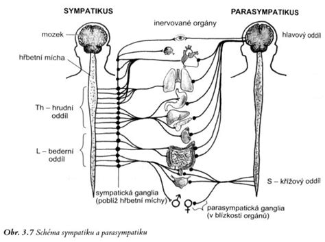 Sympatikus a parasympatikus porovnanie