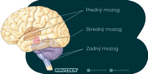 Umiestnenie epifýzy v mozgu