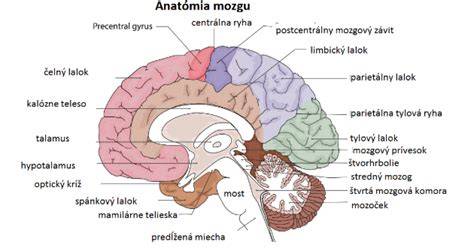 Anatómia subarachnoidálneho priestoru mozgu