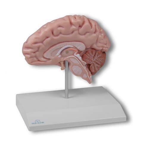 anatomický model ľudského mozgu