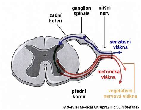 Poškodenie myelínu nervového vlákna