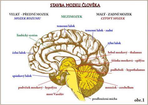 Vývoj synapsií v detskom mozgu