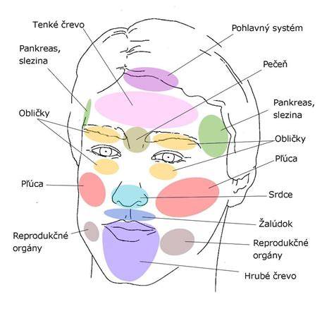 Somatosenzitívna mapa tela v mozgovej kôre