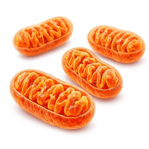 Dedičnosť mitochondriálnej DNA po matke