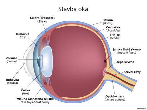 oko sietnica zrakový nerv schéma