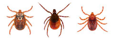 kliešť Ixodes ricinus na koži človeka