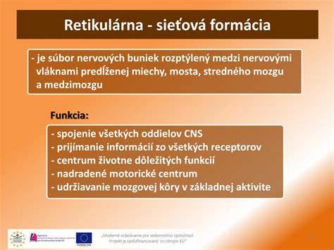 Retikulárna formácia v mozgovom kmeni