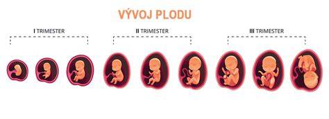 Vývoj mozgu plodu v tehotenstve