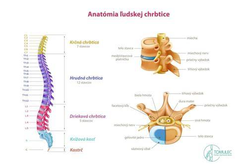 Anatómia driekovej chrbtice a nervových koreňov