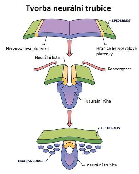 Typy rozštěpov neurálnej trubice