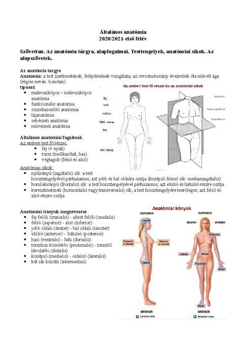 anatómia mozočka a krvácanie