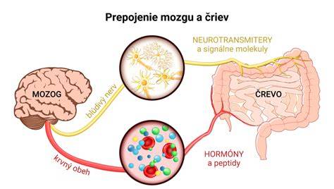 Prepojenie srdca a mozgu schéma