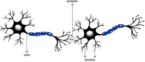 Schéma neurónu a synapsie