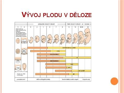 Vývoj mozgu a tvorba závitov