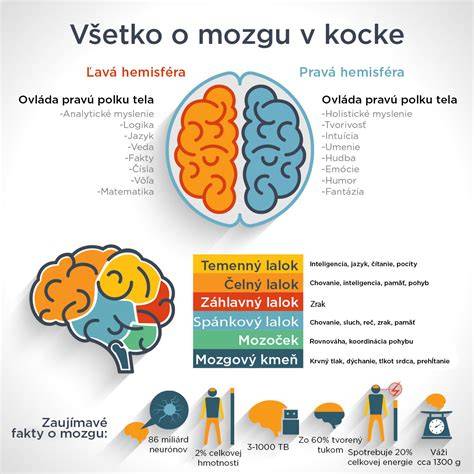 Infografika počtu buniek v mozgu