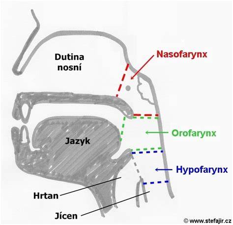 nosohltan a mozog anatomická schéma