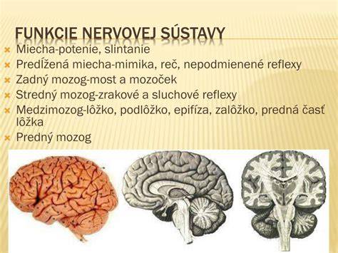 Vývoj rúrkovitej nervovej sústavy chordátov