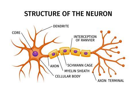 mozog a neuroplasticita schéma