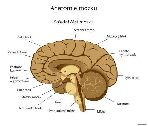 Schéma limbického systému mozgu