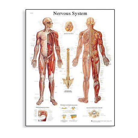 neurologické vyšetrenie nervový systém schéma