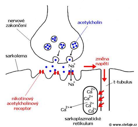 Nervosvalová platnička a acetylcholín