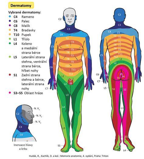 Ryhy na povrchu miechy anatomická schéma