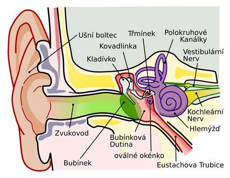 Sluchová dráha od kochley do mozgu