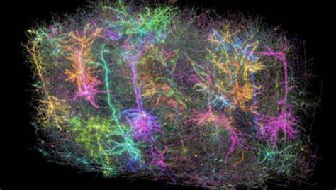 3D mapa neurónových spojení myšieho mozgu