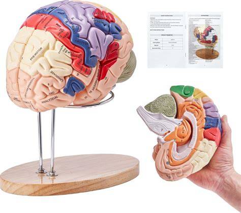 Anatomický obrázok ľudského mozgu