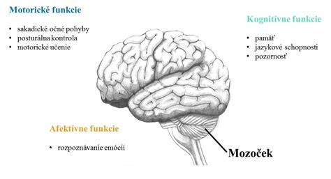 Mozoček a časti zadného mozgu