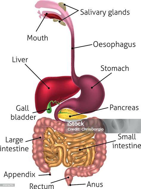 Anatomický diagram mozgových komôr