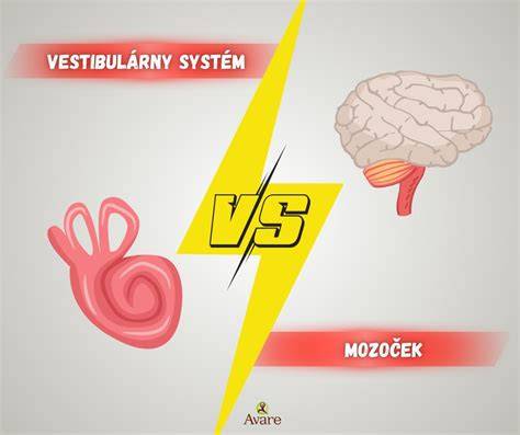 Mozoček a vestibulárny systém rovnováhy