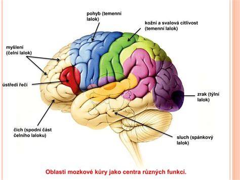 mozog a motorické centrá končatín