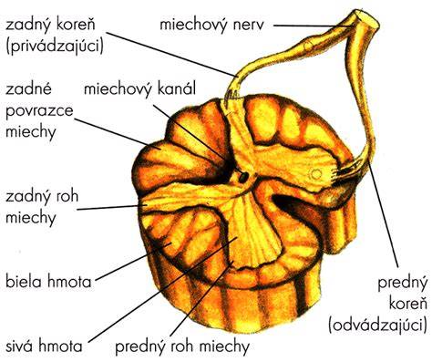 Stavba miechy a chrbtice