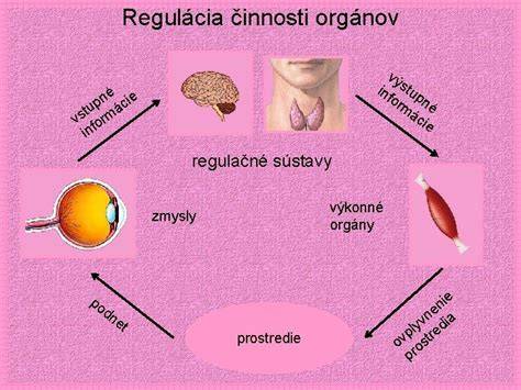 schéma nervovej a hormonálnej regulácie