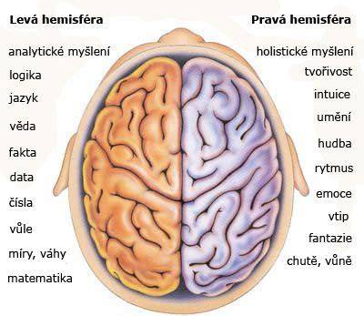 ľavá hemisféra mozgu neurologické dráhy