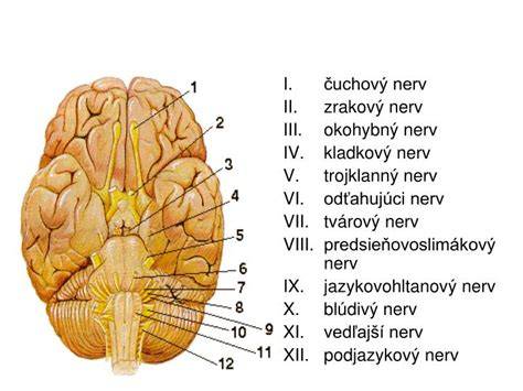 Výstup hlavových nervov z predĺženej miechy
