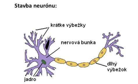 Schematická stavba neurónu