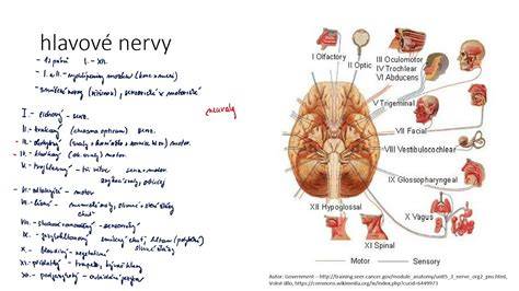 neurologické vyšetrenie hlavové nervy schéma