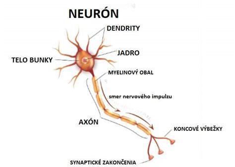 Schéma neurónu a nervovej sústavy