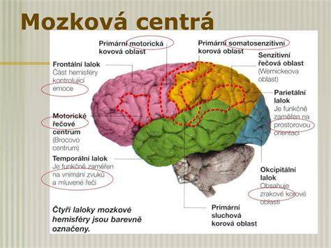 Centrálny nervový systém mozog miecha schéma