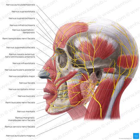 Anatomická dráha nervus facialis