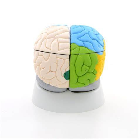 3D model ľudského mozgu a MRI rezy