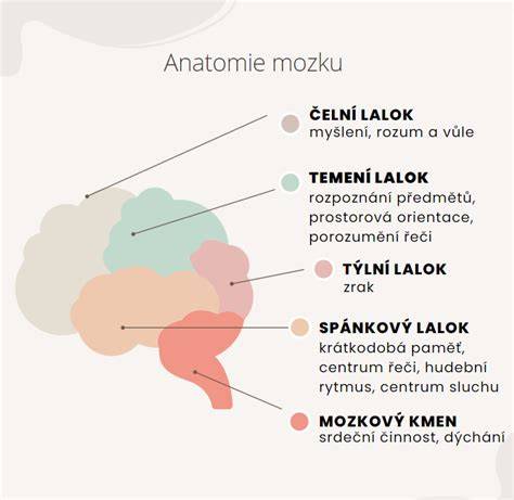 funkčné oblasti mozgovej kôry