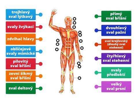 stavce chrániace miechu anatomická schéma
