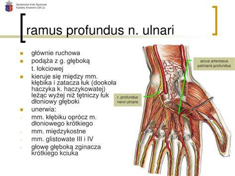 Ramus profundus v supinátorovom kanáli